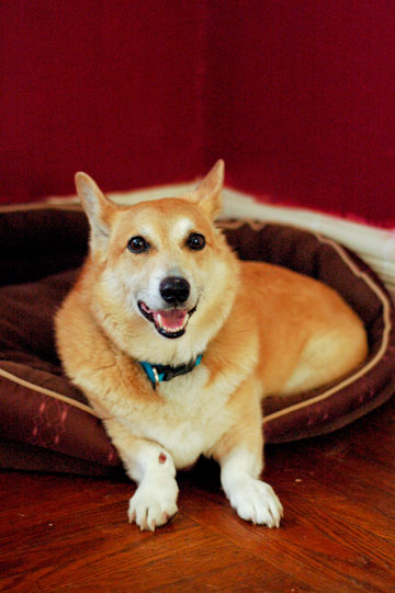 In Which We Acquire a Corgi, And I Acquire CorgiPox